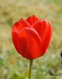 Red Tulip