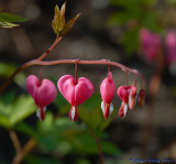 Bleeding hearts.