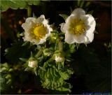 A couple of weeks before being Strawberries.