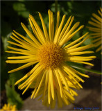 Daisy type yellow flower