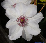 Clematis in the sun.