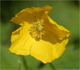 Welsh Poppy.