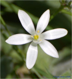 White flower.