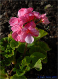 Geranium.