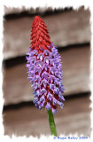 Primula viallii.