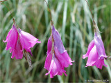 Dierama pulcherrimum.