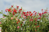 Sweetpeas.