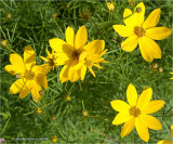Sunshine Yellow