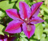 Clematis.
