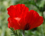 Red Poppy.