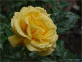 Yellow Rose.