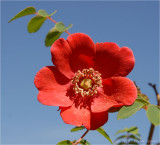 A delicate Rose caught in the sunshine.