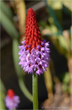 Primula Viallii.