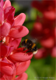 Busy bee on Lupin.