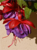 Fushia.