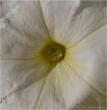 Petunia.