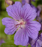 Small Gerainimum.