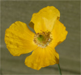 Welsh Poppy.