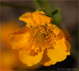 Yellow flower.