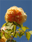 Yellow Rose.