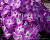 Phlox.