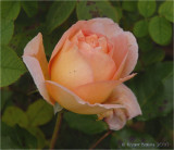 Last Rose.