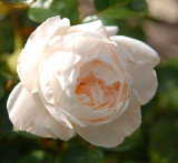 White Rose.
