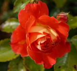 Red Rose.