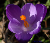 Crocus.