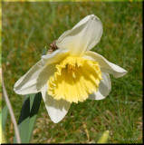 Daffodil.