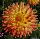 Dahlia.