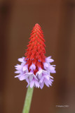 Primula Viallii.