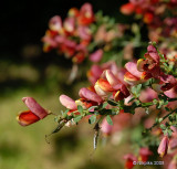 Red Broom.