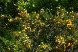Yellow-Red Bloom.
