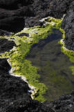 tide pool