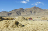 Bringing in the autumn harvest, Gyantse