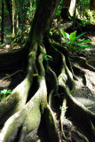 Tropical roots