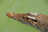 Saltwater Crocodile