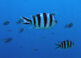 Scissortail sergeant (Abudefduf sexfasciatus)