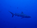 Grey Reef Shark cruising Blue Corner