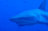 Gray Reef Shark, Blue Corner, Palau