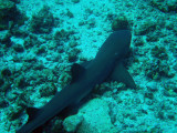 Whitetip Reef Shark, Blue Corner, Palau