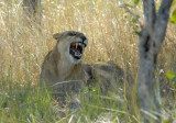 In less than 5 minutes we had our first lioness