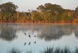 African Skimmers (Rynchops flavirostris) circling over the Kafue River in front of McBride's Camp