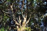 Trees take hold on land that was built up by termite mounds over the centuries