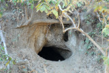 Warthog residence in the side of a termite-built hill near McBride's Camp