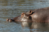 Hippo in the hot spring near McBride's Camp, Kafue National Park