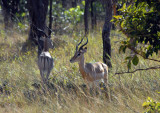 Impala, Kafue National Park