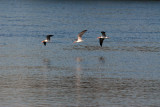 African skimmers, Kafue National Park
