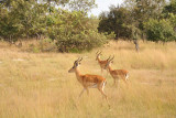 Impala, Kafue National Park